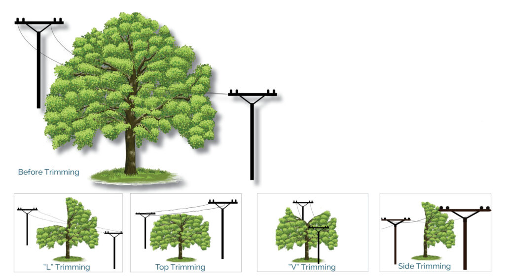 Tree Trimming Illustration