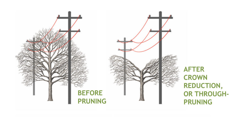 After Crown Reduction Tree Pruning Illustration